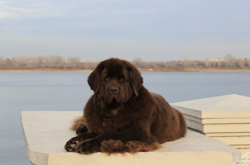 Фото: ньюфаундленд Черный Шарм Ангельская Красота (Chernyi Sharm Angel'skaya Krasota)