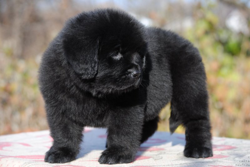 Фотография № 195648