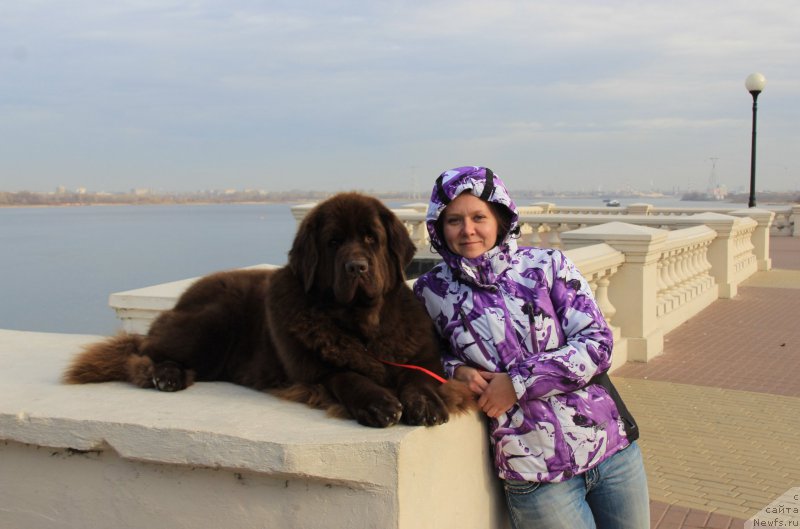 Фото: ньюфаундленд Черный Шарм Ангельская Красота (Chernyi Sharm Angel'skaya Krasota), Татьяна Розанова