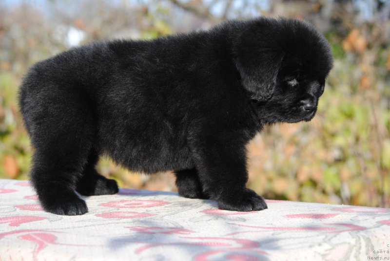 Фото: ньюфаундленд Моя Стихия Линда Ховард
