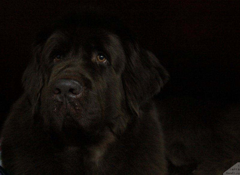 Фото: ньюфаундленд Черный Шарм Ангельская Красота (Chernyi Sharm Angel'skaya Krasota)