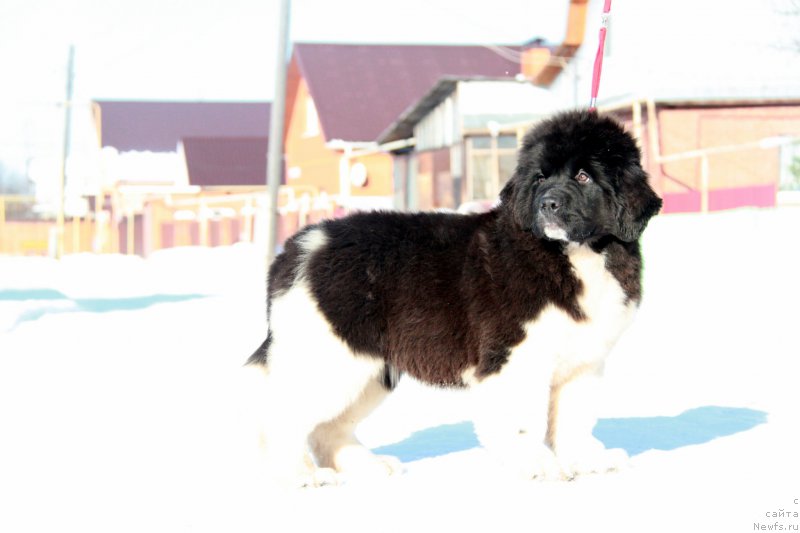 Фото: ньюфаундленд Аквиан Сонг Ривер оф Тайм