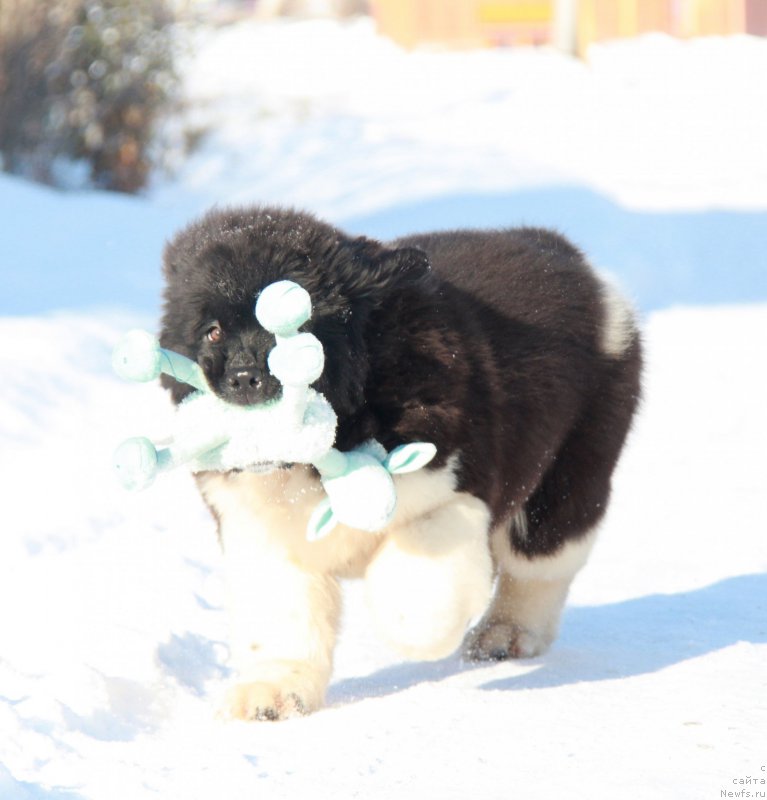 Фото: ньюфаундленд Аквиан Сонг Ривер оф Тайм