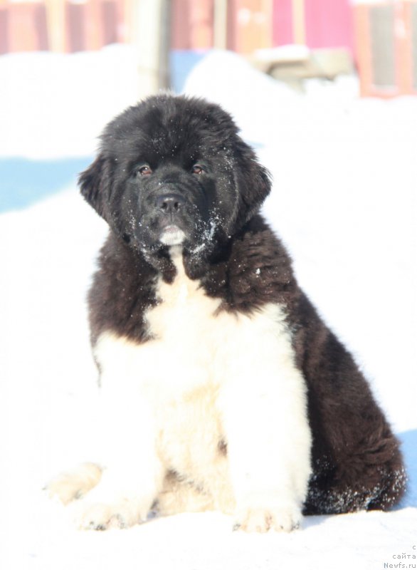 Фото: ньюфаундленд Аквиан Сонг Ривер оф Тайм
