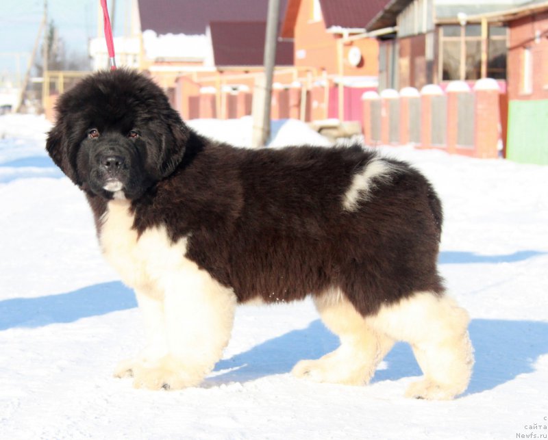 Фото: ньюфаундленд Аквиан Сонг Ривер оф Тайм