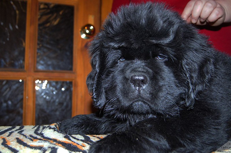 Фото: ньюфаундленд Супер Бизон Оллисия, (Алиса)