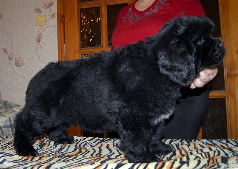 Фото: ньюфаундленд Супер Бизон Оливия (Super Bizon Olivia)