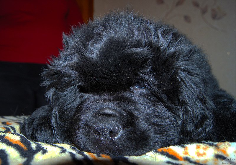 Фото: ньюфаундленд Супер Бизон Оливия (Super Bizon Olivia)