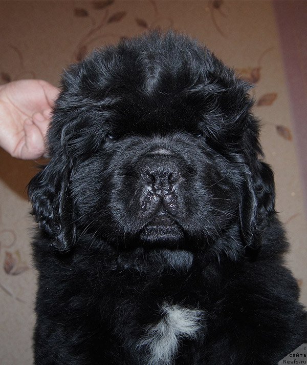 Фото: ньюфаундленд Супер Бизон Оливия (Super Bizon Olivia)