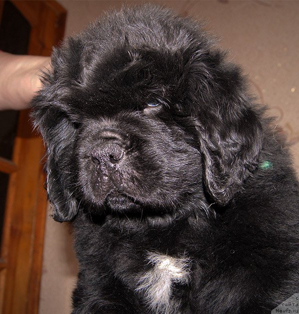 Фото: ньюфаундленд Супер Бизон Оливия (Super Bizon Olivia)