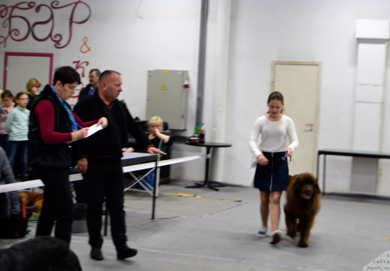 Фото: Мария Шмелева, ньюфаундленд Браунблад МСК Хриса Хаккет Оллен (Brownblood MSK Hrica Hacket Ollen)