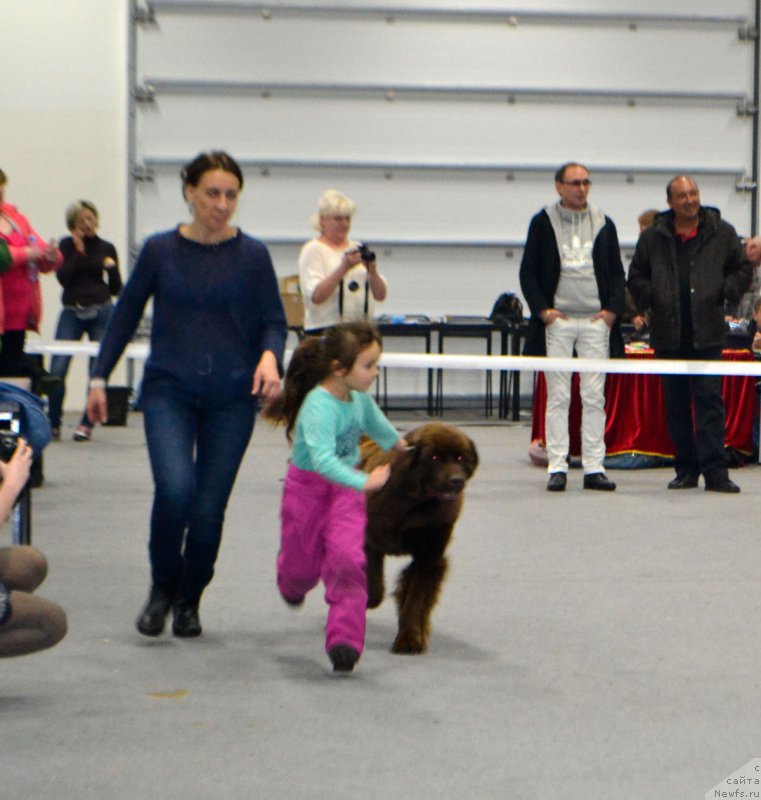 Фото: Елена Спирюкова, ньюфаундленд Браунблад МСК Хриса Хаккет Оллен (Brownblood MSK Hrica Hacket Ollen)