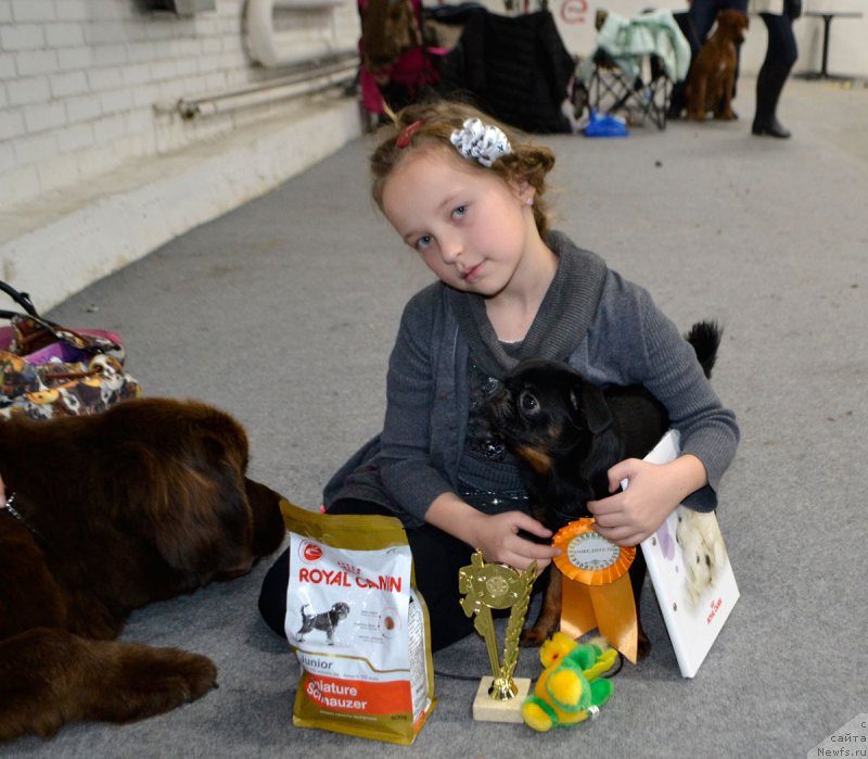 Фото: ньюфаундленд Браунблад МСК Хриса Хаккет Оллен (Brownblood MSK Hrica Hacket Ollen)