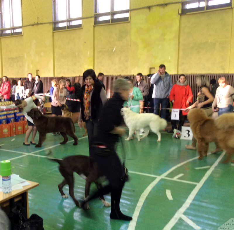 Фото: ньюфаундленд Браунблад МСК Хриса Хаккет Оллен (Brownblood MSK Hrica Hacket Ollen)