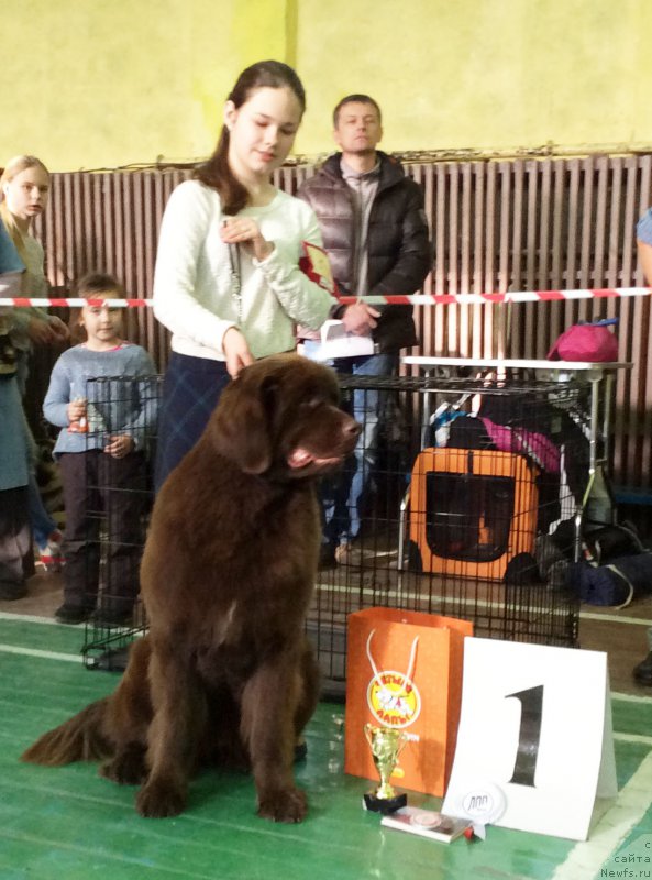 Фото: Мария Шмелева, ньюфаундленд Браунблад МСК Хриса Хаккет Оллен (Brownblood MSK Hrica Hacket Ollen)