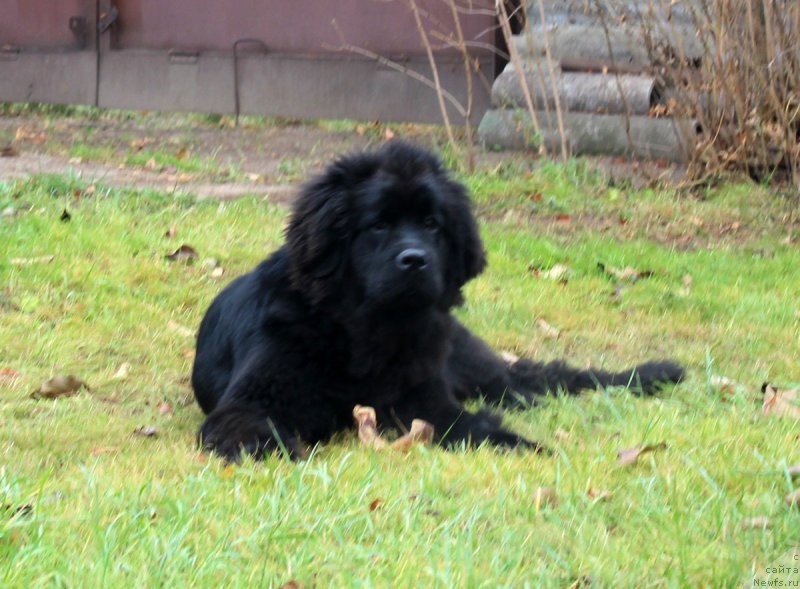 Фото: ньюфаундленд Браунблад МСК Жамал Амира