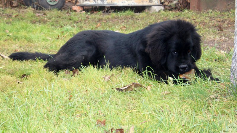 Фотография № 195692