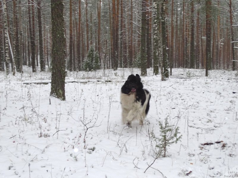 Фото: ньюфаундленд Черный Шарм Веллингтон