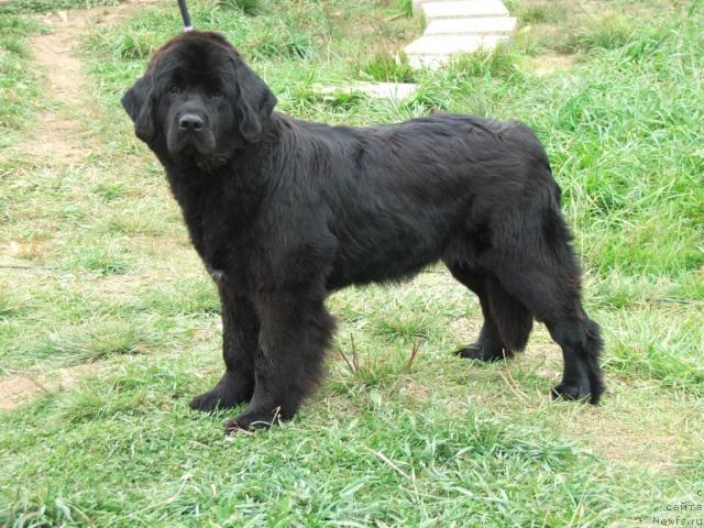 Фото: ньюфаундленд Плюшевая Панда Ванесса Мэй (Plushevaya Panda Vanessa Mey)