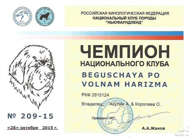 Фото: ньюфаундленд Бегущая по Волнам Харизма (Beguschaya po Volnam Harizma)