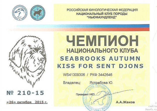 Фото: ньюфаундленд Seabrooks Autumn Kiss for Sent Djons