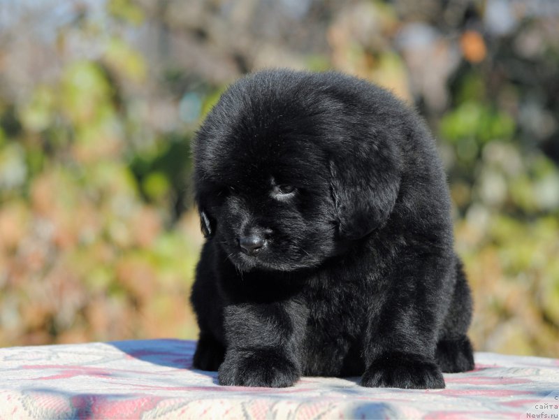 Фотография № 195711