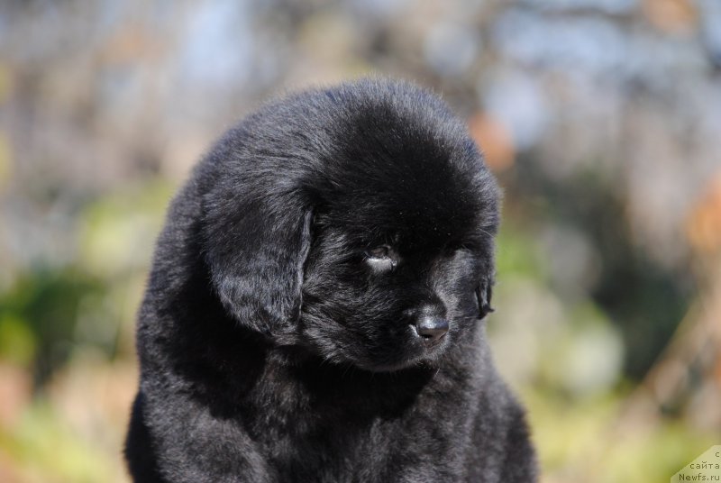 Фотография № 195712