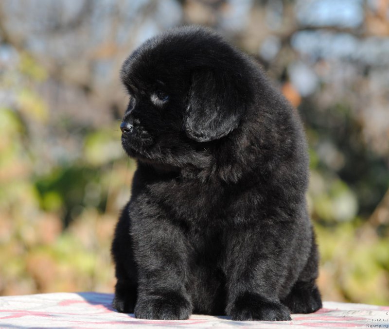 Фото: ньюфаундленд Моя Стихия Луиза Флетчер