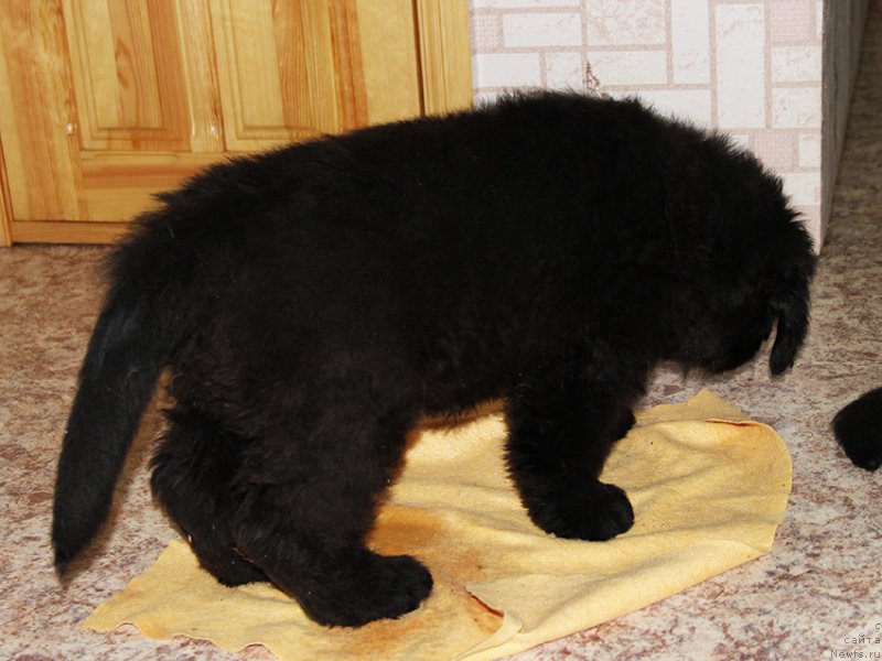 Фотография № 195718