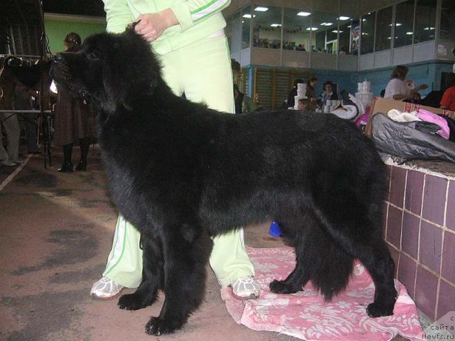 Фото: ньюфаундленд Фентази (Fantasy)