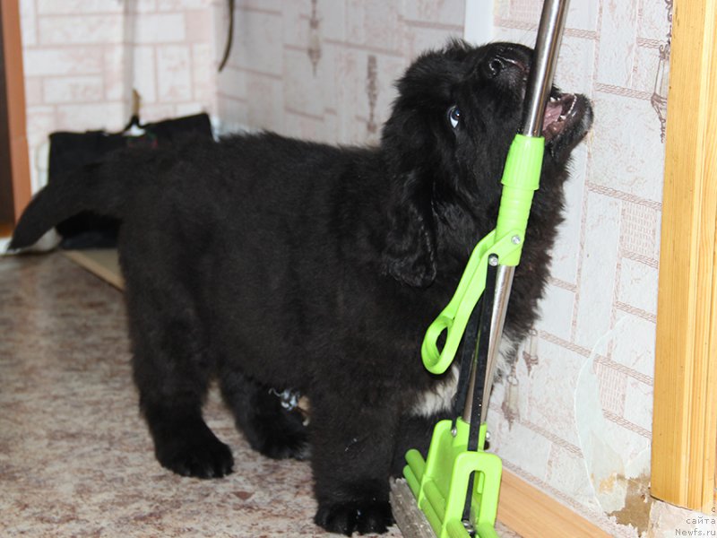 Фото: Сын, ньюфаундленд Маг Исполин Ника Фор Злат Консталекс, 2 мес.