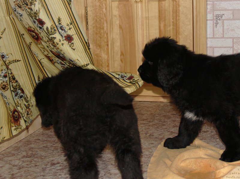 Фото: Сыновья, ньюфаундленд Маг Исполин Ника Фор Злат Консталекс, 2 мес.