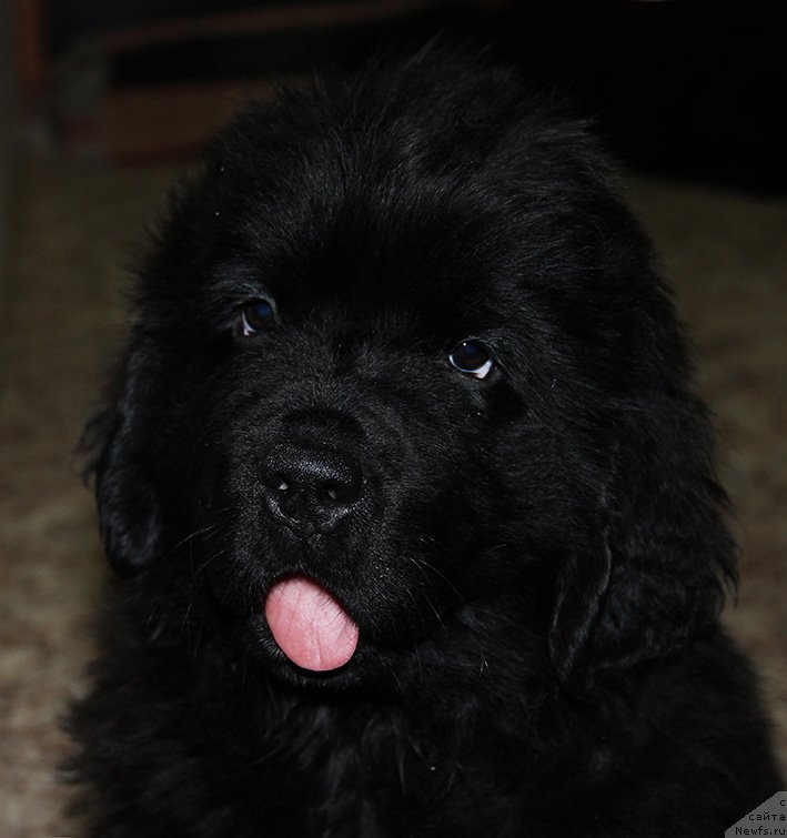 Фото: ньюфаундленд Злат Консталекс Линкольн, 2 мес.