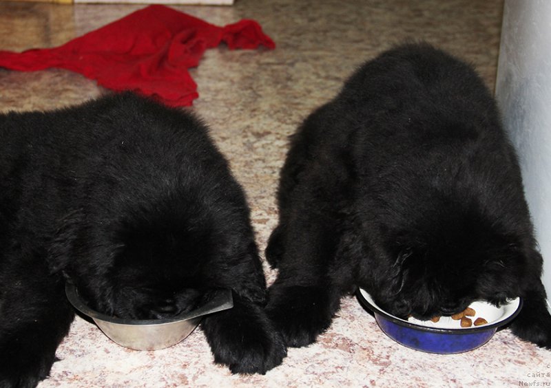 Фото: Сыновья, ньюфаундленд Маг Исполин Ника Фор Злат Консталекс, 2 мес.