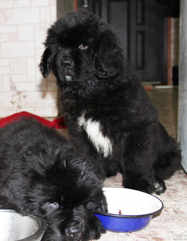 Фотография № 195724