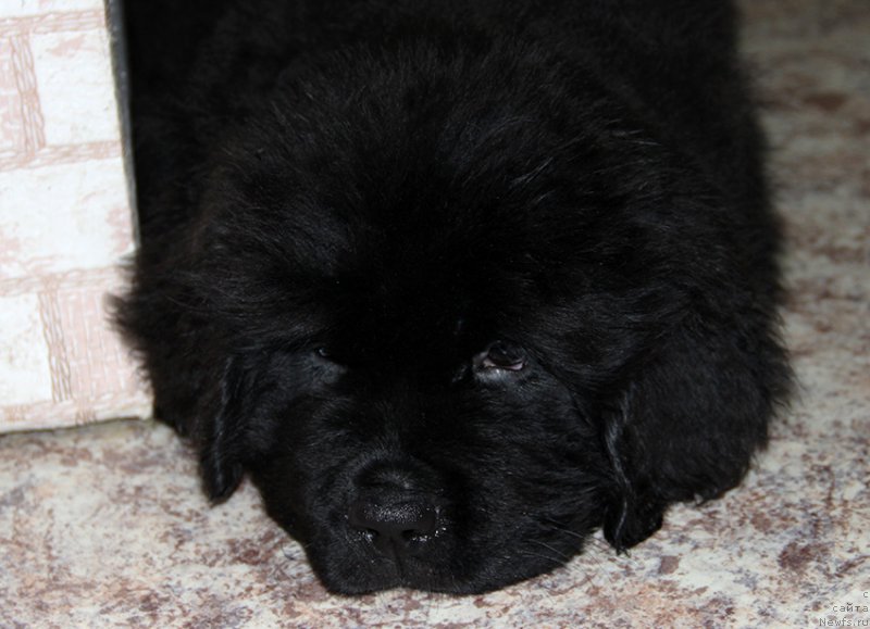 Фотография № 195725