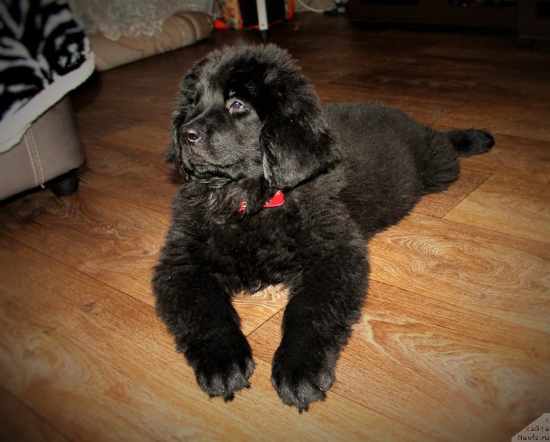 Фотография № 195729