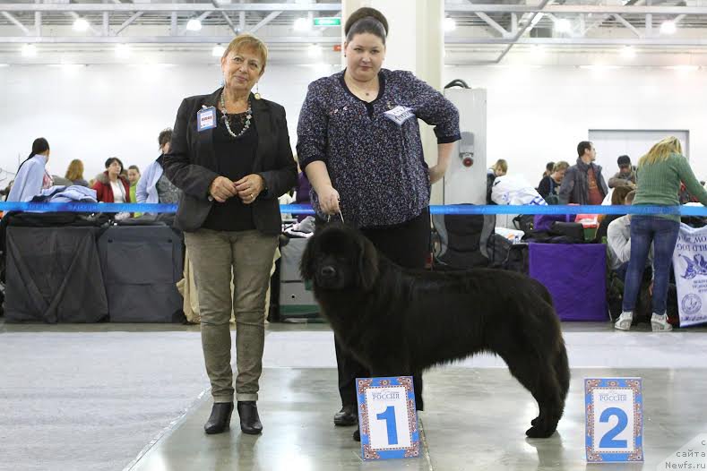 Фото: ньюфаундленд Вперед Зовущая с Берега Дона (Vpered Zovuschaya s Berega Dona)