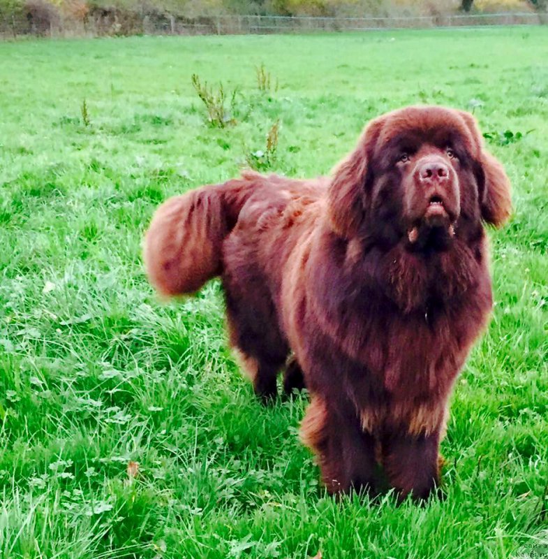 Фотография № 195754