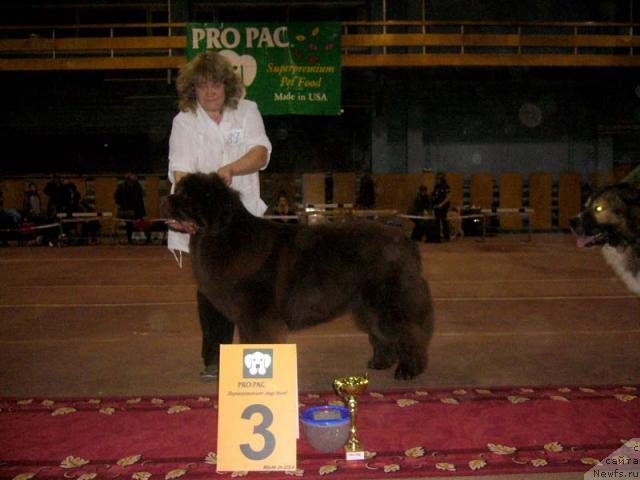 Фото: ньюфаундленд Супер Премиум Брабус