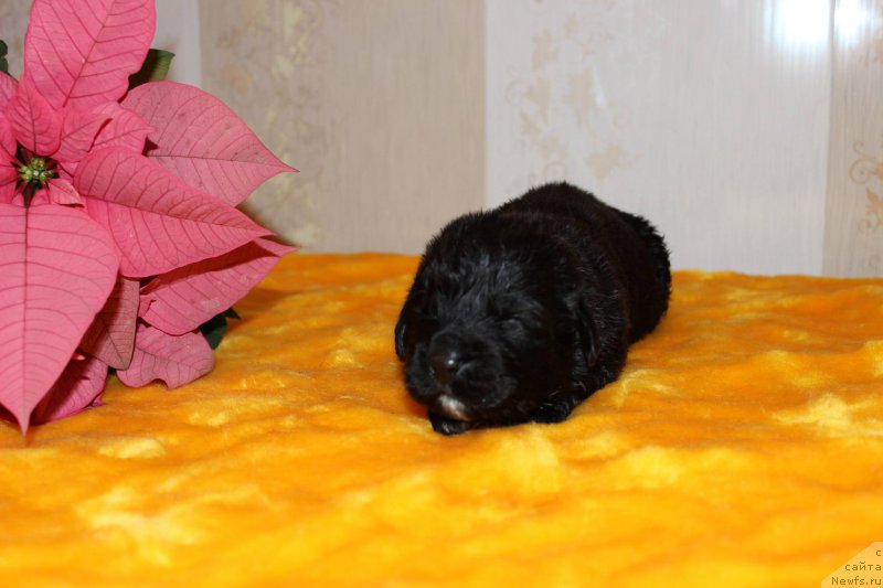 Фото: Дети, ньюфаундленд Дак Прайд Виттон (Dark Pride Vuitton), ньюфаундленд Смигар Легенда Весны (Smigar Legenda Vesny)