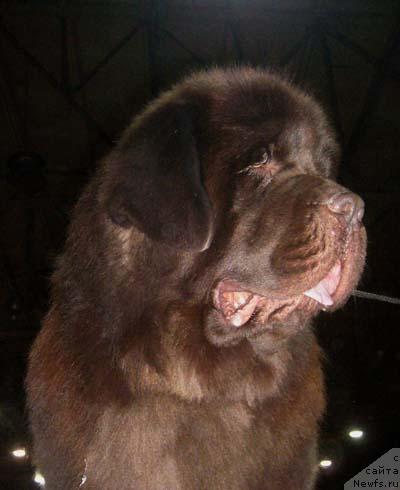 Фото: ньюфаундленд Супер Премиум Брабус