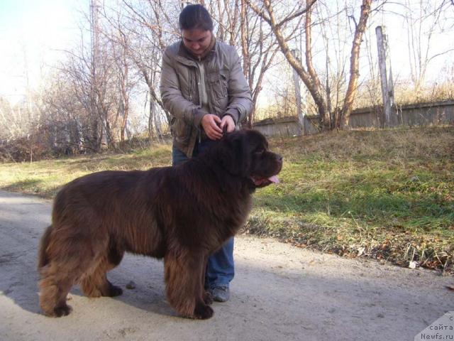 Фото: ньюфаундленд Супер Премиум Брабус