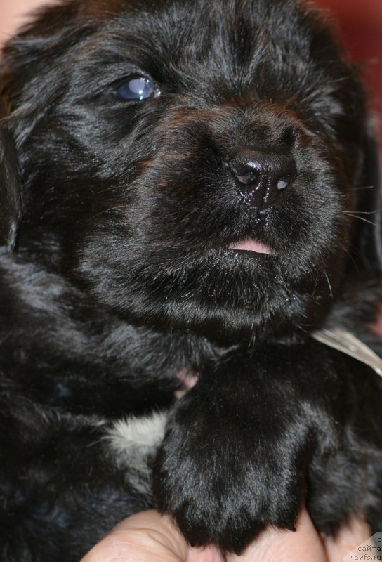 Фото: Дети, ньюфаундленд Акватория Келвин Шарлиз (Aquatoriya Kelvin Sharliz), ньюфаундленд Симбад Покоритель Морей