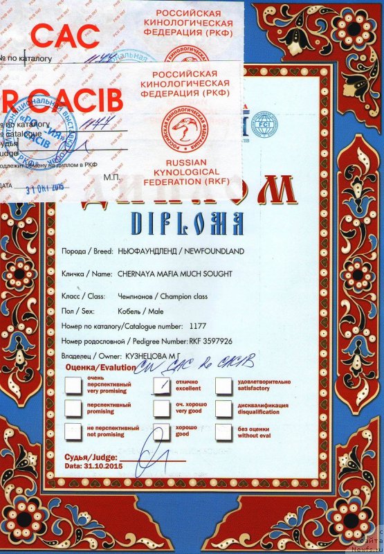 Фото: ньюфаундленд Черная Мафия Муч Соугхт (Chernaya Mafia Much Sought)