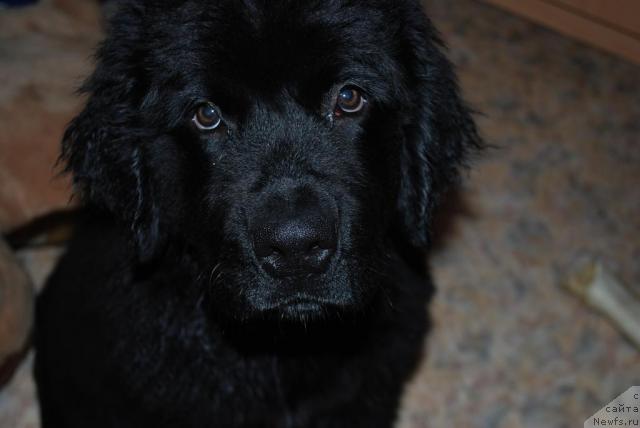 Фото: ньюфаундленд Смигар Империя Страсти