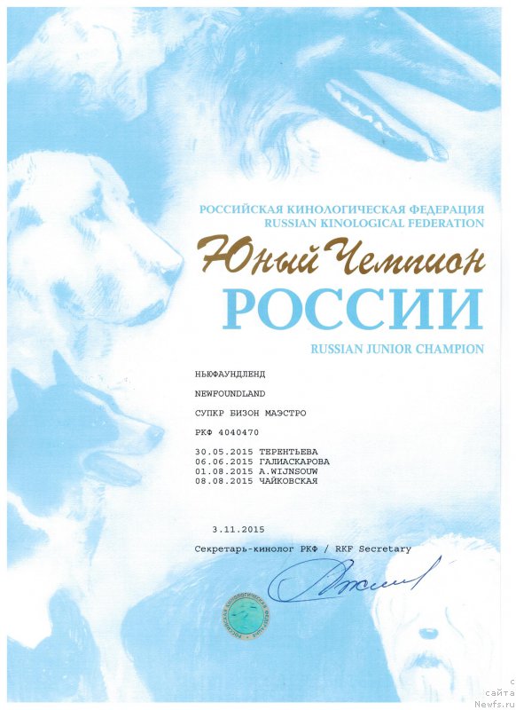 Фото: ньюфаундленд Супер Бизон Маэстро (Super Bizon Maestro)