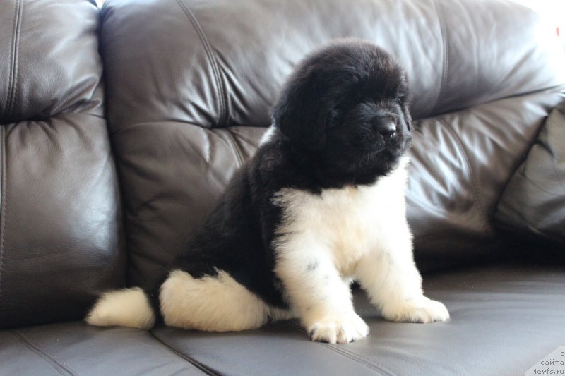 Фото: ньюфаундленд Энджелс Кипер Нибелунг (Angels Keeper Nibelung)