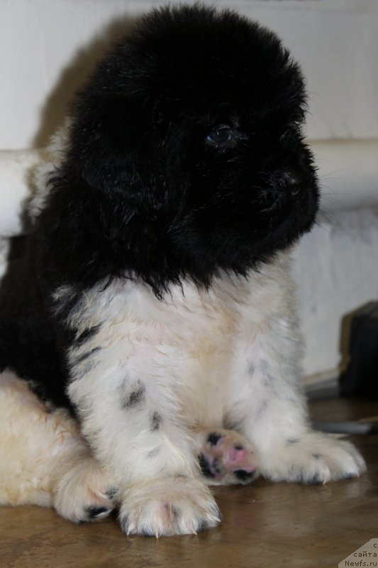 Фото: ньюфаундленд Энджелс Кипер Нибелунг (Angels Keeper Nibelung)