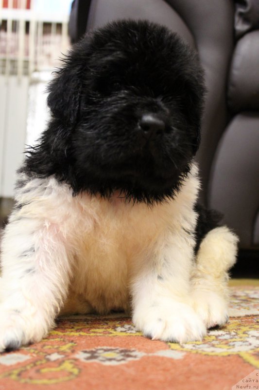 Фото: ньюфаундленд Энджелс Кипер Нибелунг (Angels Keeper Nibelung)